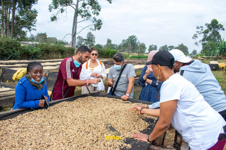 Fairview Coffee Farm Visit