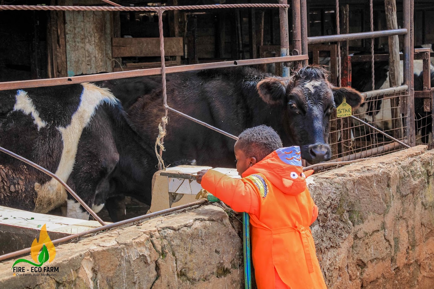 Star cowIMG_6783