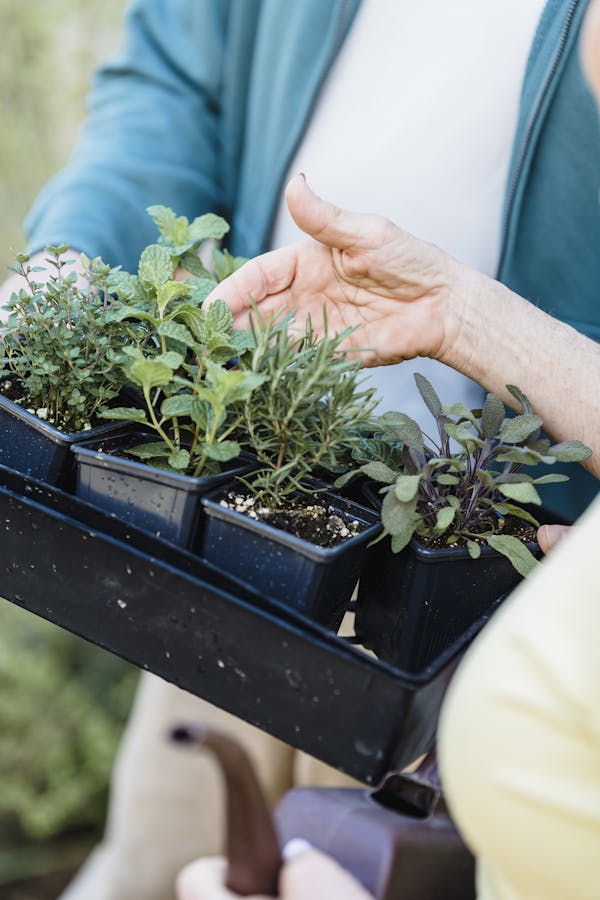 Crop gardeners standing with seedlings in hands